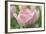 Pink Tulip Baronesse-Cora Niele-Framed Photographic Print