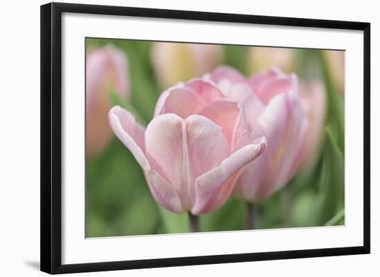 Pink Tulip Baronesse-Cora Niele-Framed Photographic Print