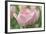 Pink Tulip Baronesse-Cora Niele-Framed Photographic Print