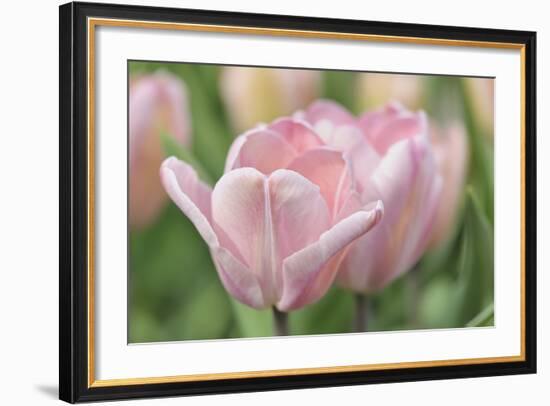 Pink Tulip Baronesse-Cora Niele-Framed Photographic Print