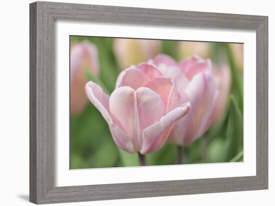 Pink Tulip Baronesse-Cora Niele-Framed Photographic Print