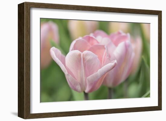 Pink Tulip Baronesse-Cora Niele-Framed Photographic Print