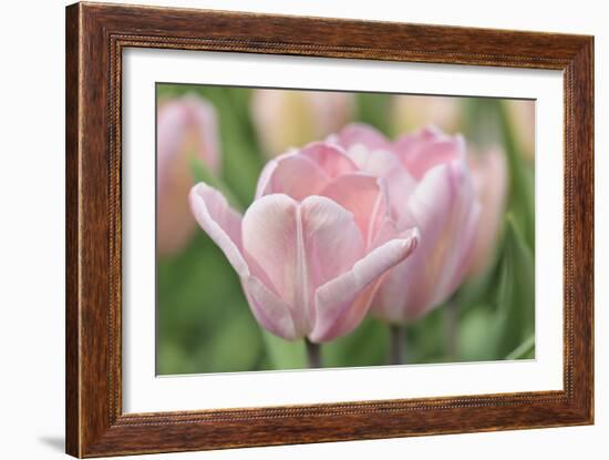 Pink Tulip Baronesse-Cora Niele-Framed Photographic Print