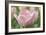 Pink Tulip Baronesse-Cora Niele-Framed Photographic Print