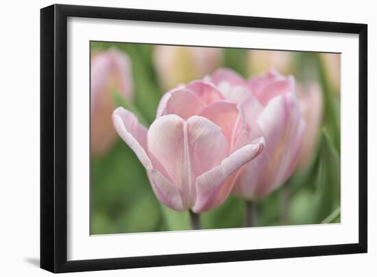 Pink Tulip Baronesse-Cora Niele-Framed Photographic Print