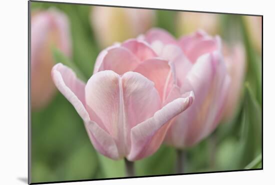 Pink Tulip Baronesse-Cora Niele-Mounted Photographic Print