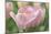 Pink Tulip Baronesse-Cora Niele-Mounted Photographic Print