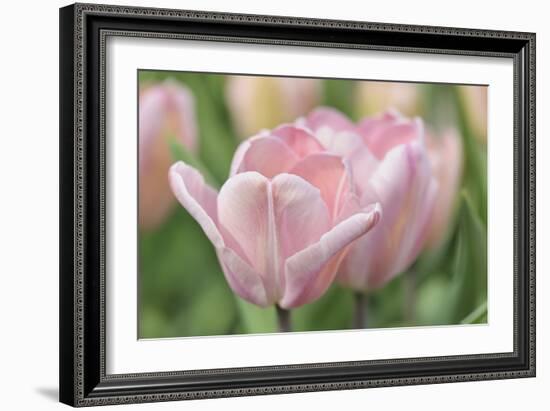 Pink Tulip Baronesse-Cora Niele-Framed Photographic Print