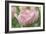 Pink Tulip Baronesse-Cora Niele-Framed Photographic Print