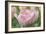 Pink Tulip Baronesse-Cora Niele-Framed Photographic Print