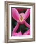 Pink Tulip Close-Up-George Lepp-Framed Photographic Print