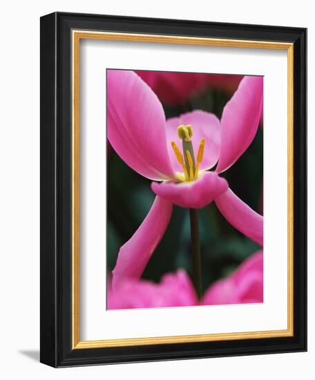 Pink Tulip Close-Up-George Lepp-Framed Photographic Print