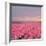 Pink Tulip Fields-Cora Niele-Framed Giclee Print