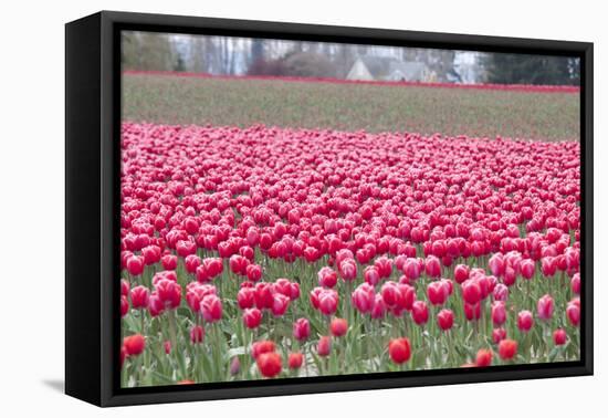 Pink Tulip Hill-Dana Styber-Framed Premier Image Canvas
