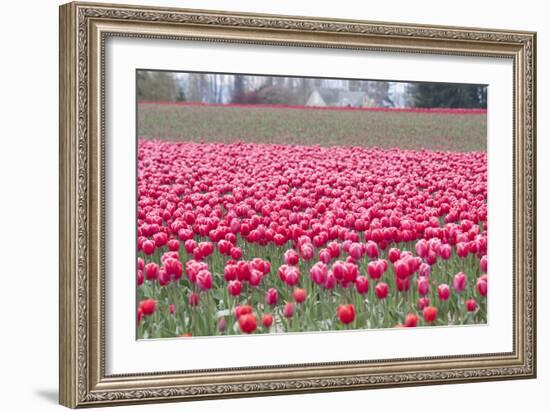 Pink Tulip Hill-Dana Styber-Framed Photographic Print