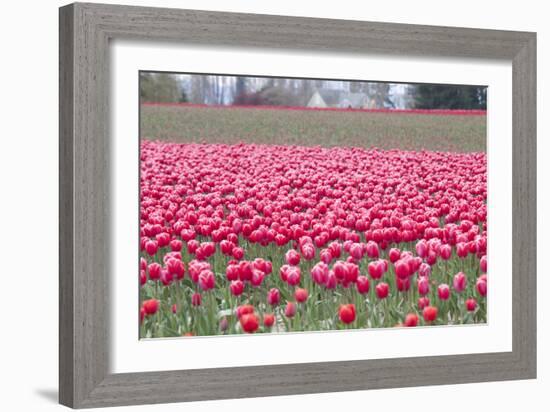 Pink Tulip Hill-Dana Styber-Framed Photographic Print