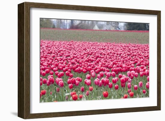 Pink Tulip Hill-Dana Styber-Framed Photographic Print