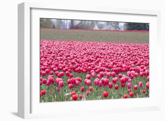 Pink Tulip Hill-Dana Styber-Framed Photographic Print