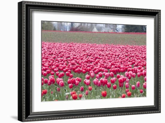 Pink Tulip Hill-Dana Styber-Framed Photographic Print