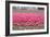 Pink Tulip Hill-Dana Styber-Framed Photographic Print