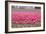 Pink Tulip Hill-Dana Styber-Framed Photographic Print