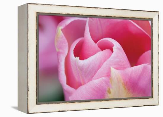 Pink Tulip I-Dana Styber-Framed Premier Image Canvas