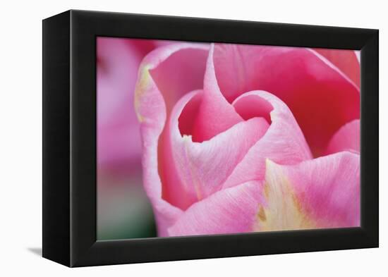 Pink Tulip I-Dana Styber-Framed Premier Image Canvas