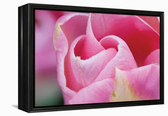 Pink Tulip I-Dana Styber-Framed Premier Image Canvas