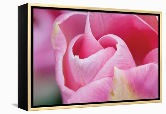 Pink Tulip I-Dana Styber-Framed Premier Image Canvas