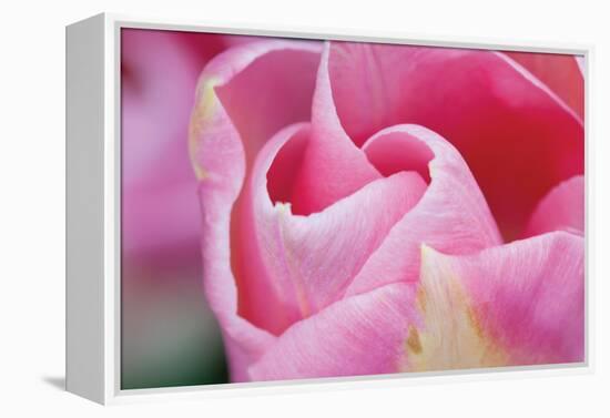 Pink Tulip I-Dana Styber-Framed Premier Image Canvas