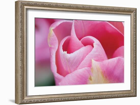 Pink Tulip I-Dana Styber-Framed Photographic Print