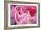 Pink Tulip I-Dana Styber-Framed Photographic Print