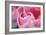 Pink Tulip I-Dana Styber-Framed Photographic Print