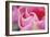 Pink Tulip I-Dana Styber-Framed Photographic Print