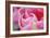 Pink Tulip I-Dana Styber-Framed Photographic Print