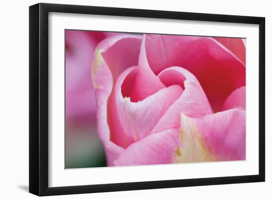 Pink Tulip I-Dana Styber-Framed Photographic Print