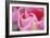 Pink Tulip I-Dana Styber-Framed Photographic Print