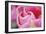 Pink Tulip I-Dana Styber-Framed Photographic Print