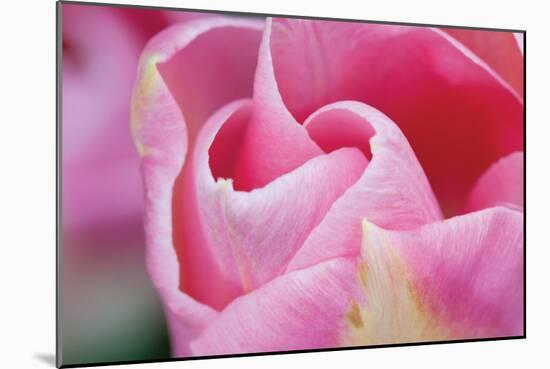 Pink Tulip I-Dana Styber-Mounted Photographic Print