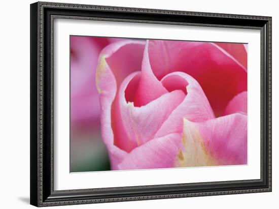 Pink Tulip I-Dana Styber-Framed Photographic Print