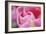 Pink Tulip I-Dana Styber-Framed Photographic Print