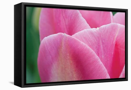 Pink Tulip II-Dana Styber-Framed Premier Image Canvas