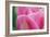 Pink Tulip II-Dana Styber-Framed Photographic Print