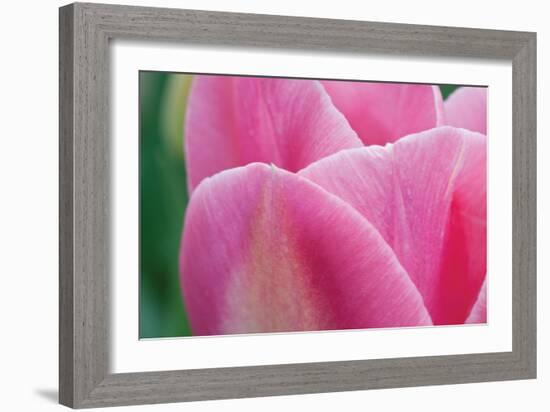 Pink Tulip II-Dana Styber-Framed Photographic Print