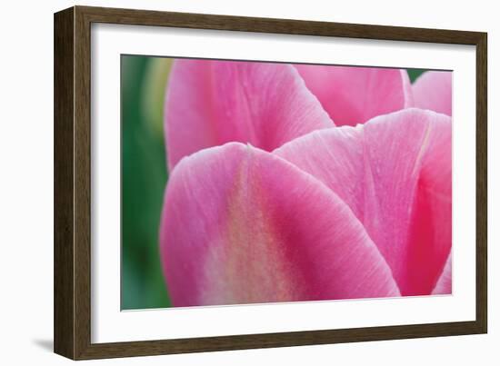 Pink Tulip II-Dana Styber-Framed Photographic Print