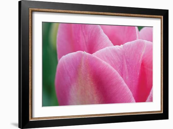 Pink Tulip II-Dana Styber-Framed Photographic Print