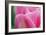 Pink Tulip II-Dana Styber-Framed Photographic Print