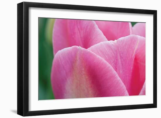 Pink Tulip II-Dana Styber-Framed Photographic Print