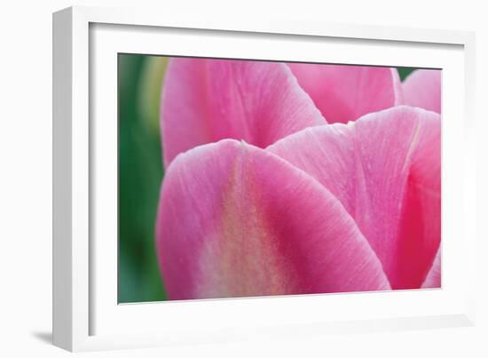 Pink Tulip II-Dana Styber-Framed Photographic Print