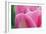 Pink Tulip II-Dana Styber-Framed Photographic Print